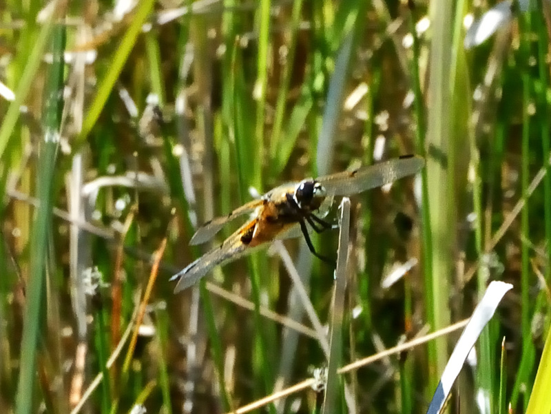 Four-spotted Chaser (Libellula quadrimaculata) DSC 5831