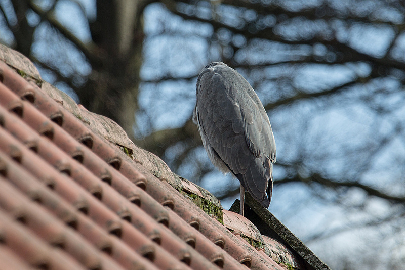 20160303 0092VRAw [D~BI] Graureiher (Ardea cinerea), Tierpark Olderdissen, Bielefeld