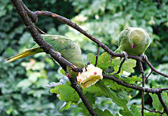 Two more green parrots