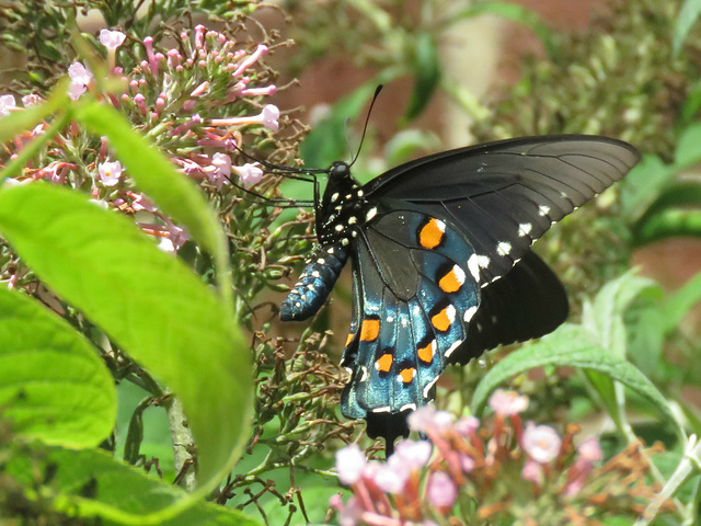 Pipevine Swallowtail (Battus philenor)