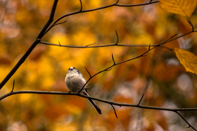 Long Tailed Tit