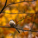 Long Tailed Tit