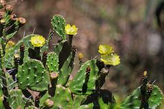 Câmara de Lobos - Cabo Girão - Kaktusblüten