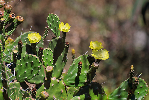 Câmara de Lobos - Cabo Girão - Kaktusblüten