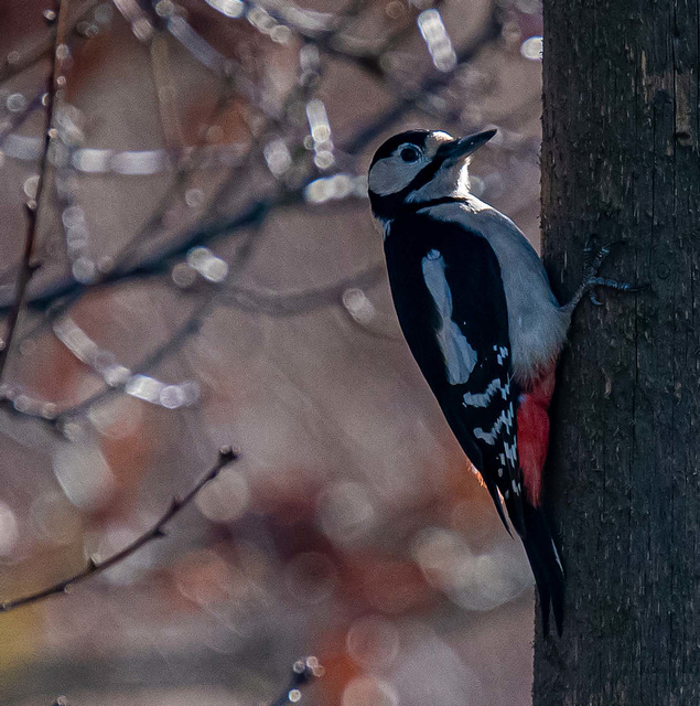 Great spotted woodpecker