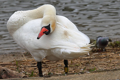 EOS 90D Unknown 13 11 40 12637 Swan dpp