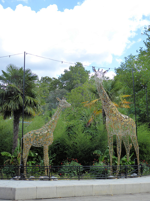 Giraffes - 3 August 2020