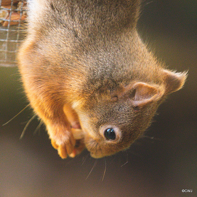 Red Squirrel