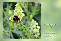 Wild Mignonette Cuckmere Haven 12 8 2013