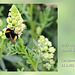 Wild Mignonette Cuckmere Haven 12 8 2013