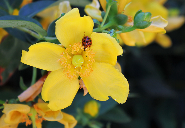 Hypericum Hidcote  visité par une coccinelle asiatique