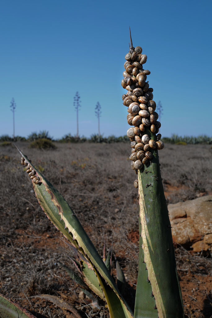 Sagres, Snails