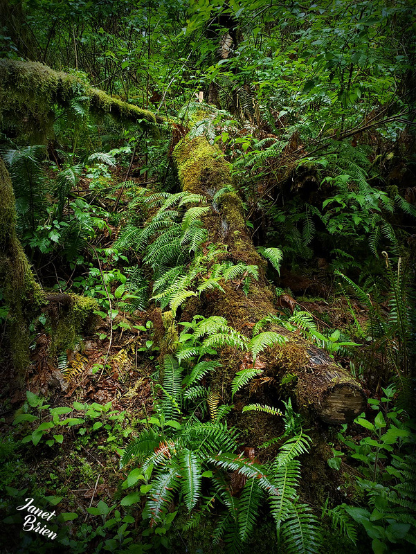 Lucsious-Forest