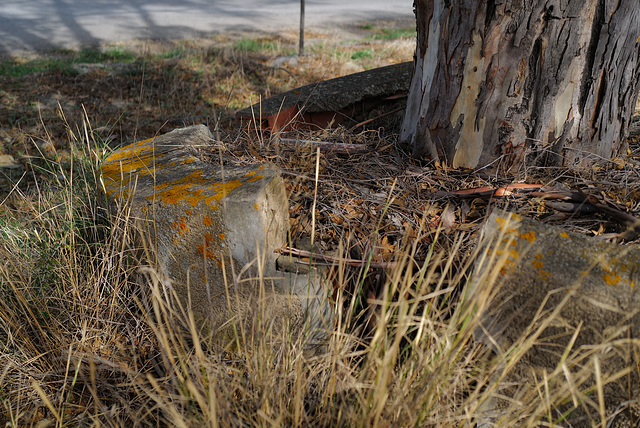 Penedos, HBM under Eucalyptus