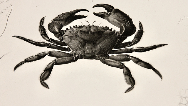 Le crabe