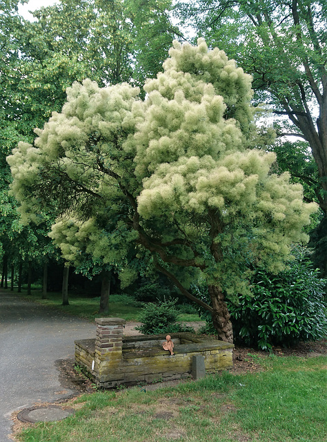 Perückenstrauch, gewöhnlicher