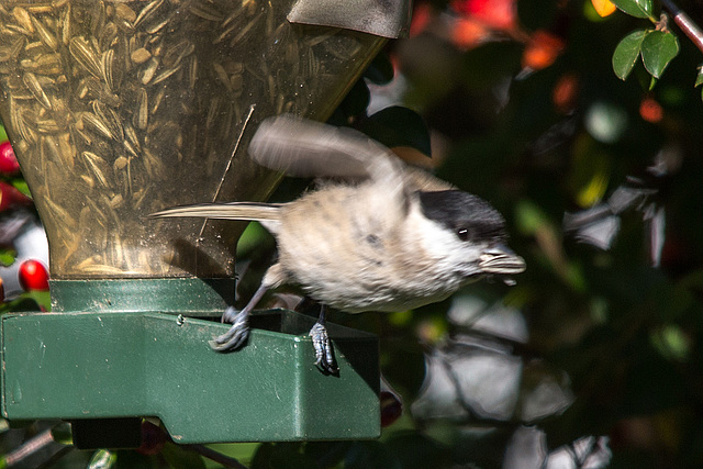 20151011 9384VRTw [D~RI] Weidenmeise (Poecile montanus), Rinteln