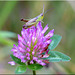 Gemeiner Grashüpfer (Chorthippus parallelus) Meadow Grasshopper