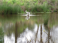 Branco wading across the pond
