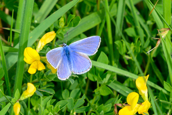 Common Blue-DSD0653