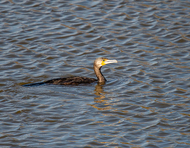 Cormorant