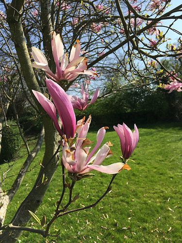 Magnolia