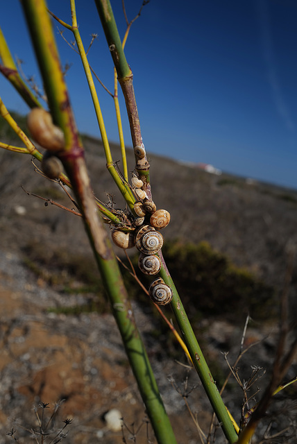 Sagres, Snails on Fennel