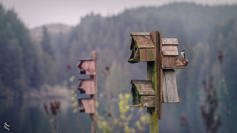 Birdhouses-and-Swallow