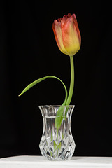 Feb 18: tulip
