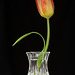 Feb 18: tulip