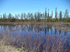 Nature sauvage néo-brunswickoise (6)