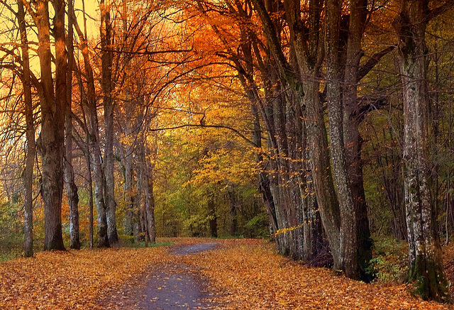 an autumn walk through a magical forest