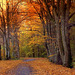 an autumn walk through a magical forest