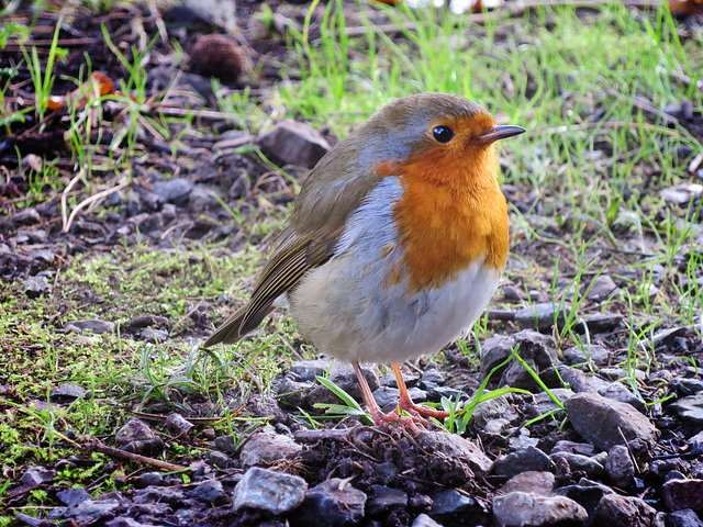 Robin Redbreast