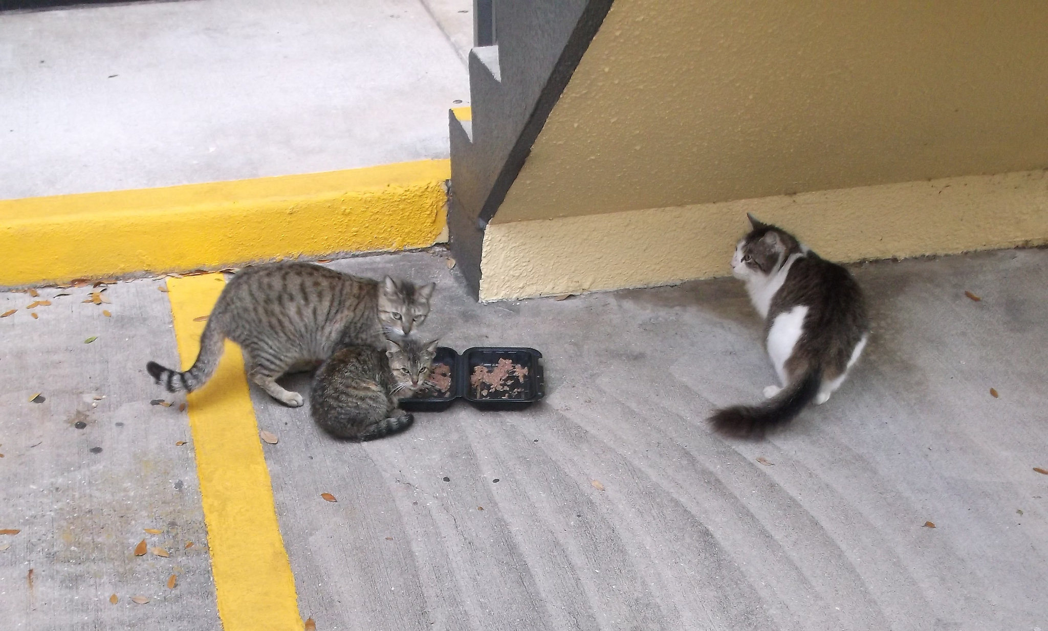 Les chats de la place / Happy cats despite their homeless status