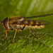 EF7A8511hoverfly