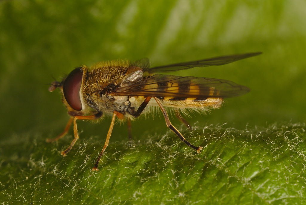 EF7A8511hoverfly