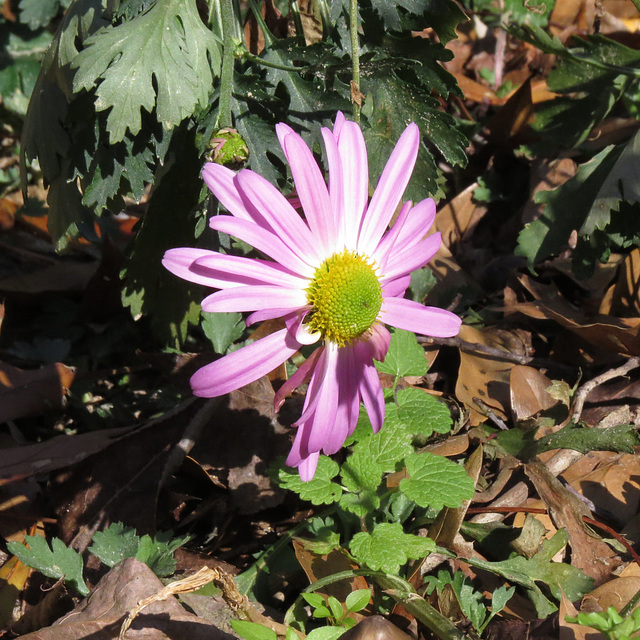 A late autumn aster flower