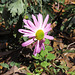 A late autumn aster flower