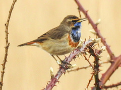 20180403 3454CPw [D~AUR] Blaukehlchen (Luscinia cyanecula), Leybucht, Greetsiel