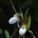 Mountain Lady's Slipper