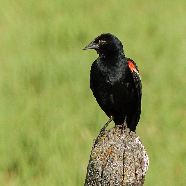 Red-winged Blackbird