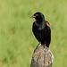 Red-winged Blackbird