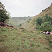 Junction of Cales Dale and Lathkill Dale (Scan from July 1991)