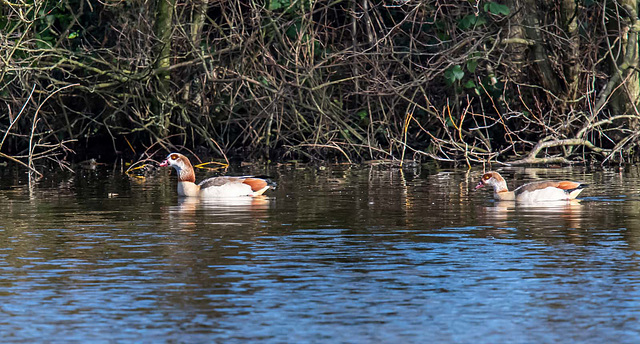 Egyptian geese