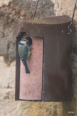 LR-2823 Bluetit