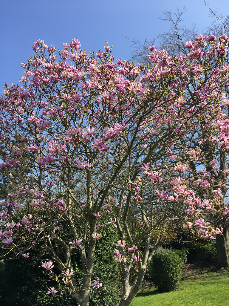 Magnolia