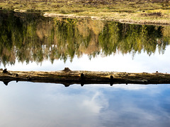 Nonnenmattweiher, Schwarzwald, Germany