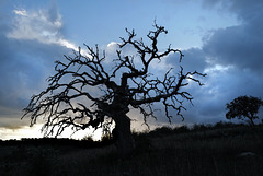 Penedos, Dead Azinheira (Quercus ilex)