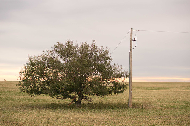 pole and tree